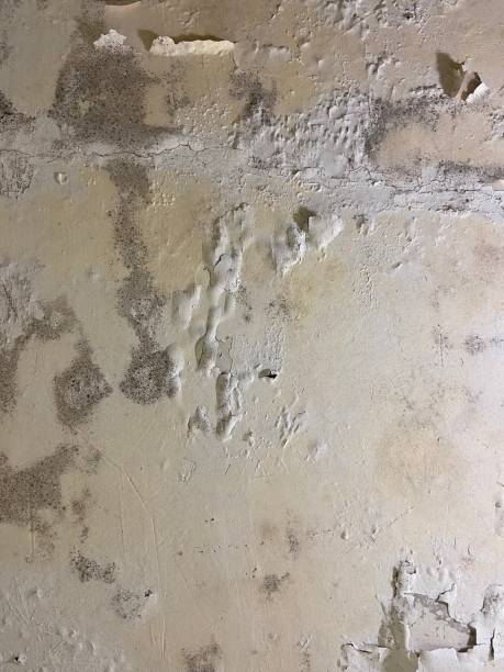 Best Localized Mold Remediation (e.g., coastal areas, humid climates) in Oregon, OH